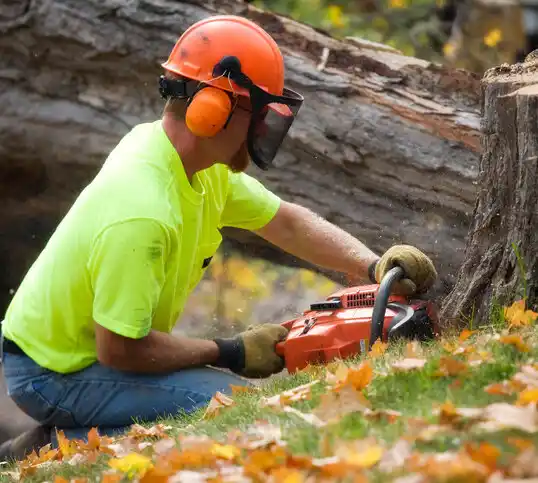 tree services Hampton Beach